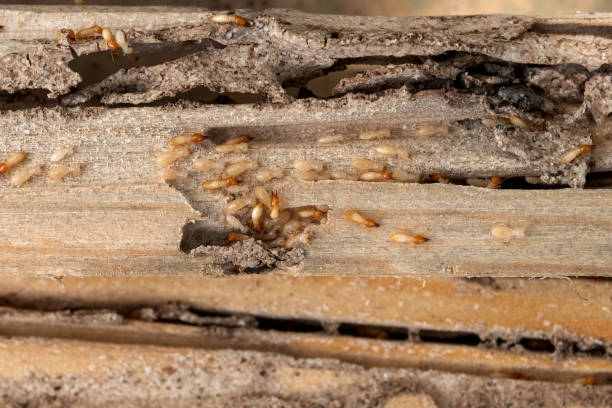 Best Residential Pest Control  in Du Quoin, IL