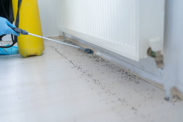 Best Affordable Pest Control Services  in Du Quoin, IL